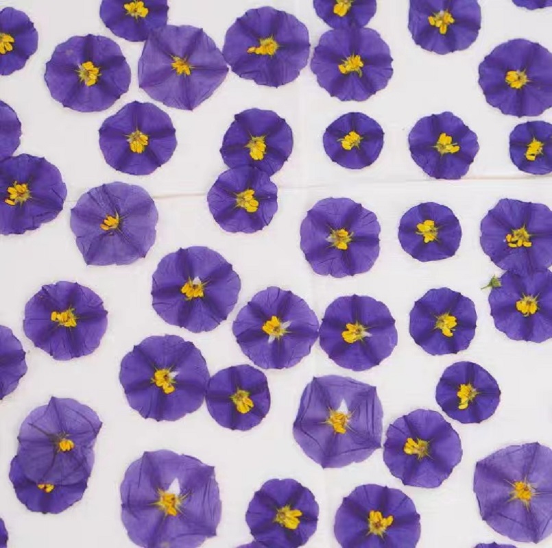 100pcs Pressed Dried Lycianthe - Dried Flower Bookmark recensie en prijs