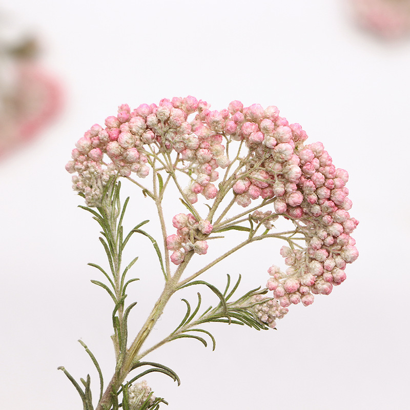 12pcs,Nature Millet flower bra - Dried Flower Bookmark recensie en prijs