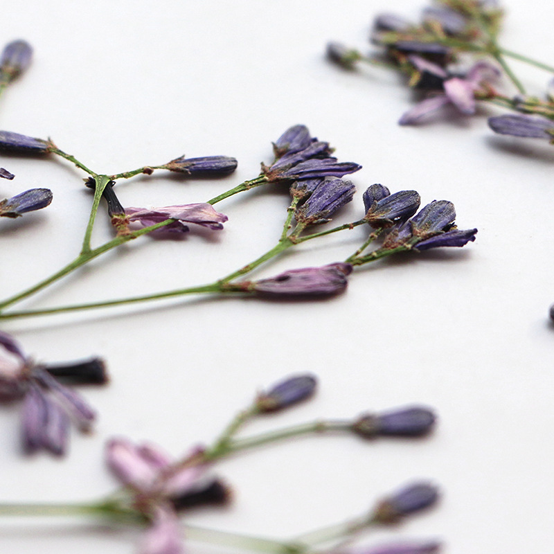 60Pcs Neem Tree Flower Branche - Dried Flower Bookmark recensie en prijs