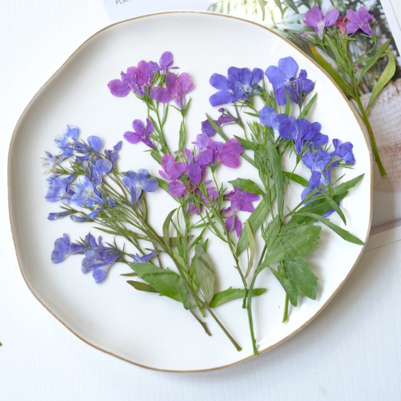 6pcs/8-13cm,nature Lobelia Eri - Dried Flower Bookmark recensie en prijs