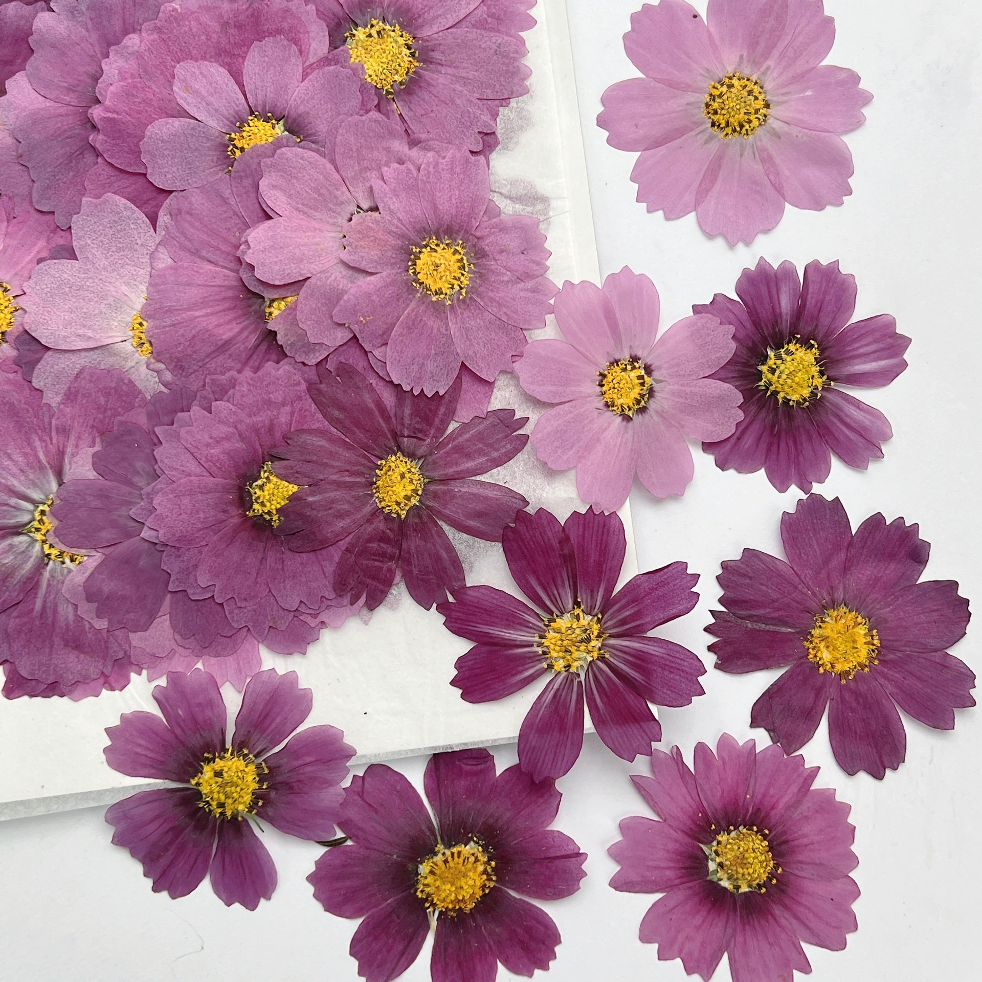 100Pcs Cosmos Dried Flower Pre - Dried Flower Bookmark recensie en prijs
