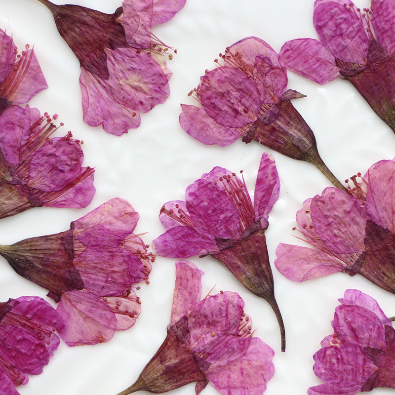 36Pcs Natural Dried Flower Pre - Dried Flower Bookmark recensie en prijs
