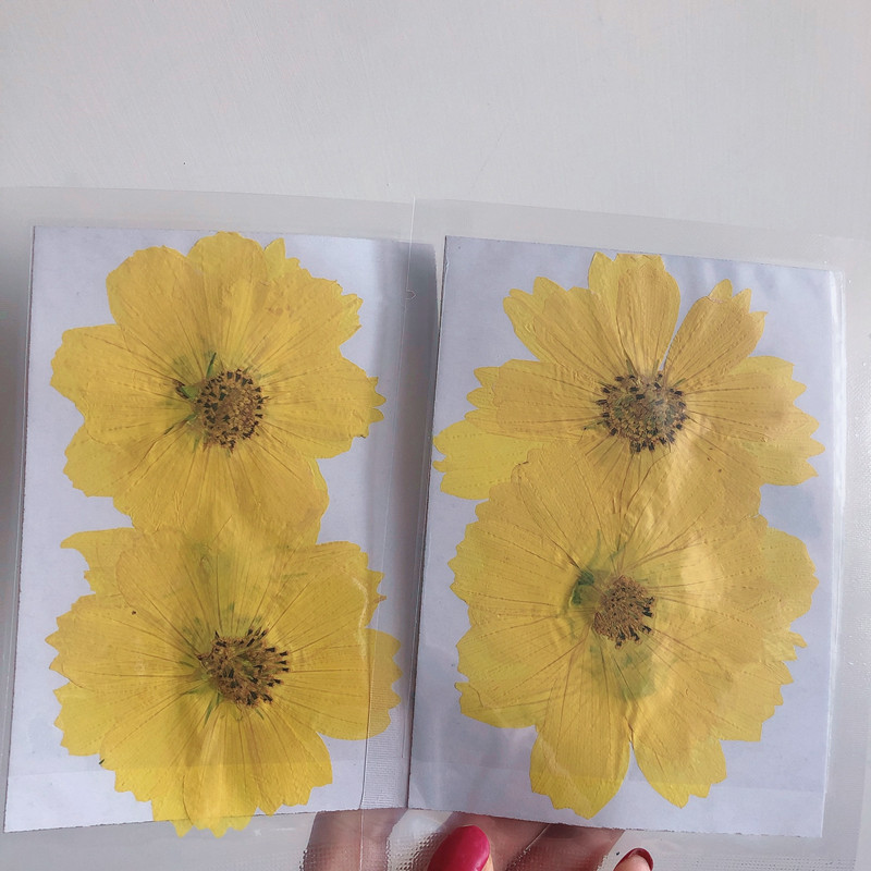 36Pcs Large Cosmos Flower Drie - Dried Flower Bookmark recensie en prijs